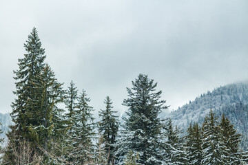 beautiful snowy coniferous forest tops of trees on a background of forest. winter season.
