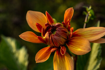 Fototapeta premium closeup of orange dahlia in garden 