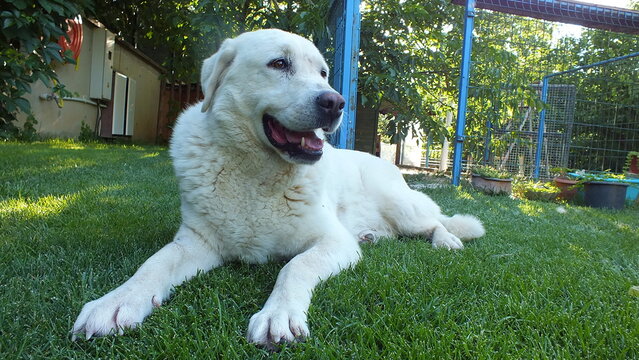 Anatolian purebred sheepdog. Akbash,akbas, white dog