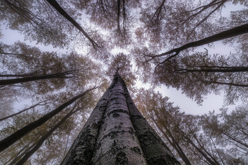 Autumntime trees crown