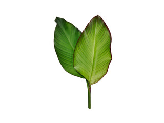 isolated of green canna lily leaves with clipping path on white background a closeup texture of cannaceae leaf with red stripe rim for garden decoration - obrazy, fototapety, plakaty