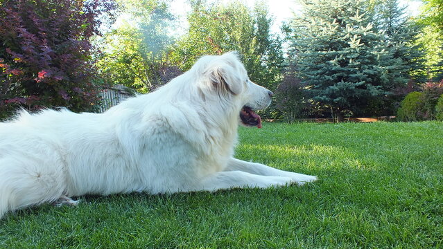 Anatolian purebred sheepdog. Akbash,akbas, white dog
