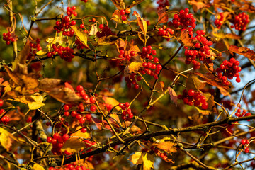 Fototapeta premium Tree barberries with leaves in the forest. 