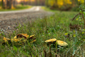 mushroom in the grass