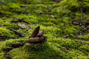 fir cones on tree stump overgrown with moss in coniferous Latvian forest
