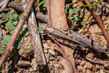 Bandwing grasshopper on the ground