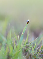 Mushroom, ladybug, and ant