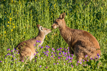 Two Eastern Grey Kangaroos sniffing each other among flowers © Jon Steinbeck