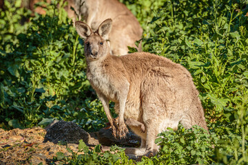 Eastern Grey Kangaroos female with a joey among flowers