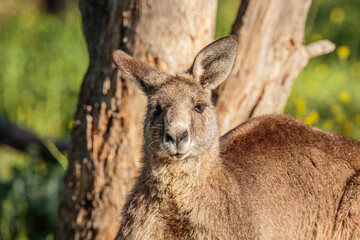 Eastern Grey Kangaroos male