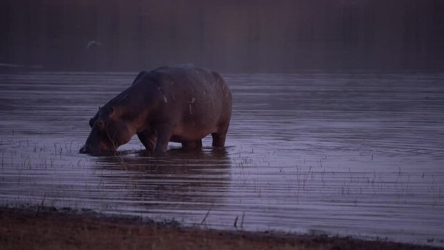 Hippo at sunset in the lake eats weeds, Lake Kariba, Zimbabwe