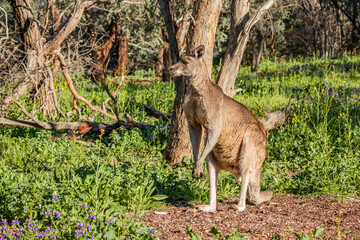 Eastern Grey Kangaroos male