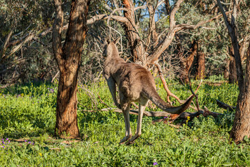 Eastern Grey Kangaroos male © Jon Steinbeck