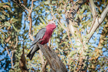 Galah female in a tree