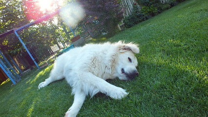 Anatolian purebred sheepdog. Akbash,akbas, white dog
