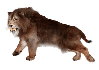 Obraz premium 3D Rendering Sabertooth Tiger on White