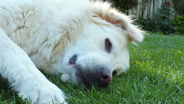 Anatolian purebred sheepdog. Akbash,akbas, white dog