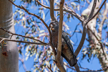Gang-gang Cockatoo female in a tree