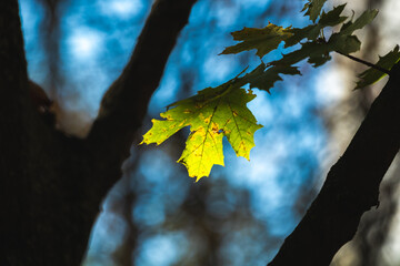 Beautiful autumn photo, leaves and strong bokeh