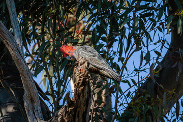 Gang-gang Cockatoo immature male in a tree