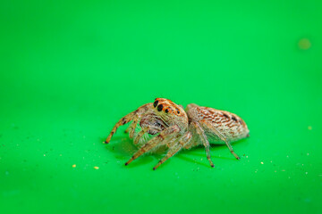 Jumping spider (Opisthoncus grassator) on a garden bin
