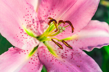 Pink flower Lily variety Josephine close-up. Summer flower
