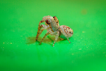 Jumping spider (Opisthoncus grassator) on a garden bin