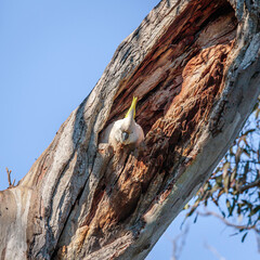 Sulphur-crested Cockatoo peering out from a tree hollow