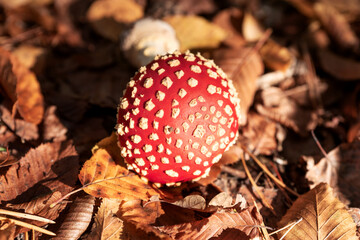 Fly Agaric Fungi in the sunshine. Amanita muscaria