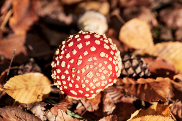 Fly Agaric Fungi in the sunshine. Amanita muscaria
