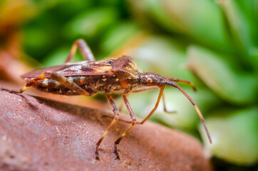 The western conifer seed bug (Leptoglossus occidentalis)