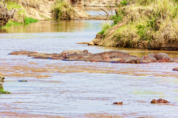Many hippos in one frame swim in the water. Kenya national park.