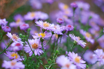 The Alpine Aster blossom. Autumn garden plant with purple flowers