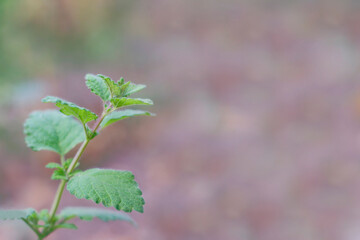 Medicinal herbs - Balm lemon (Melissa) plant