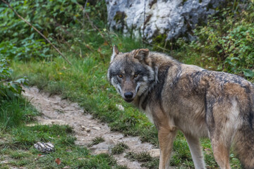 wolf walks on a path and looks in the camera