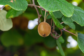 Beautiful ripe kiwi fruit on the branch