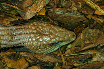 Tiliqua scincoides (common blue-tongued skink, blue-tongued lizard, common bluetongue)