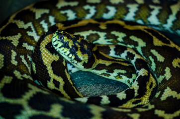 Morelia spilota cheynei, or the jungle carpet python
