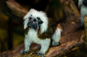 The cotton-top tamarin (Saguinus oedipus)