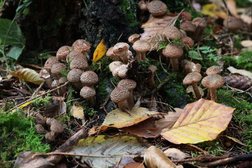 Autumn mushrooms grow in the forest on a stump