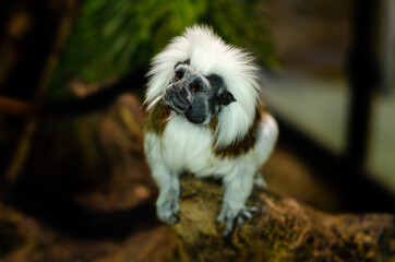The cotton-top tamarin (Saguinus oedipus)
