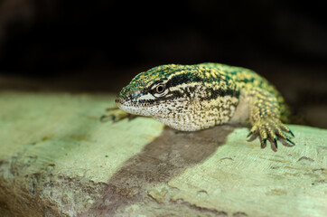 The spiny-tailed monitor (Varanus acanthurus), also known as the ridge-tailed monitor or Ackie's dwarf monitor