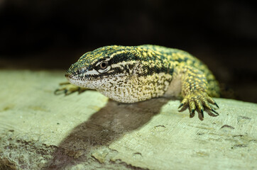 Obraz premium The spiny-tailed monitor (Varanus acanthurus), also known as the ridge-tailed monitor or Ackie's dwarf monitor