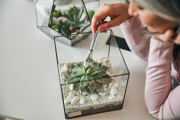 Woman cleaning succulent plant leaves with brush