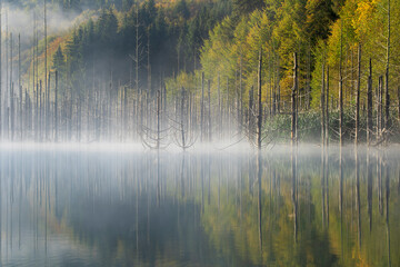 Beautiful morning fog and light over Cuejdel Lake, Romania
