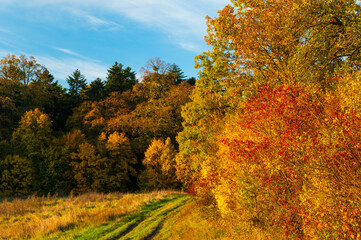 Naklejka premium Barevný podzim na Slovácku