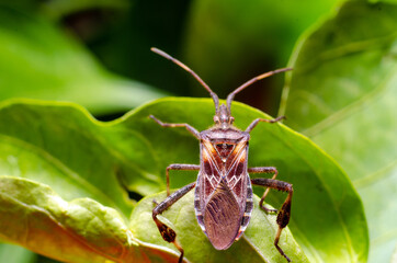 The western conifer seed bug (Leptoglossus occidentalis)