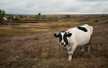 White cow in the field. Country background.
