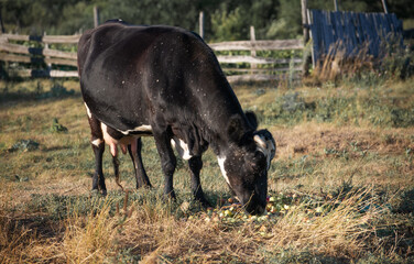 White cow eating apples in the field. Country background.