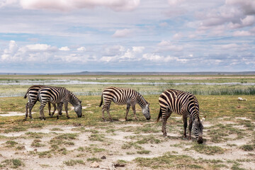 Fototapeta na wymiar Herd of zebras feeding on African savannah